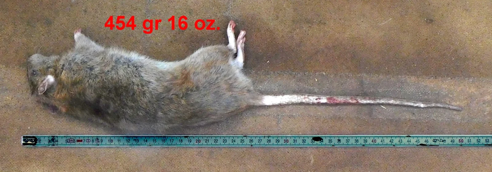 Brown rat (Rattus norvegicus) in profile