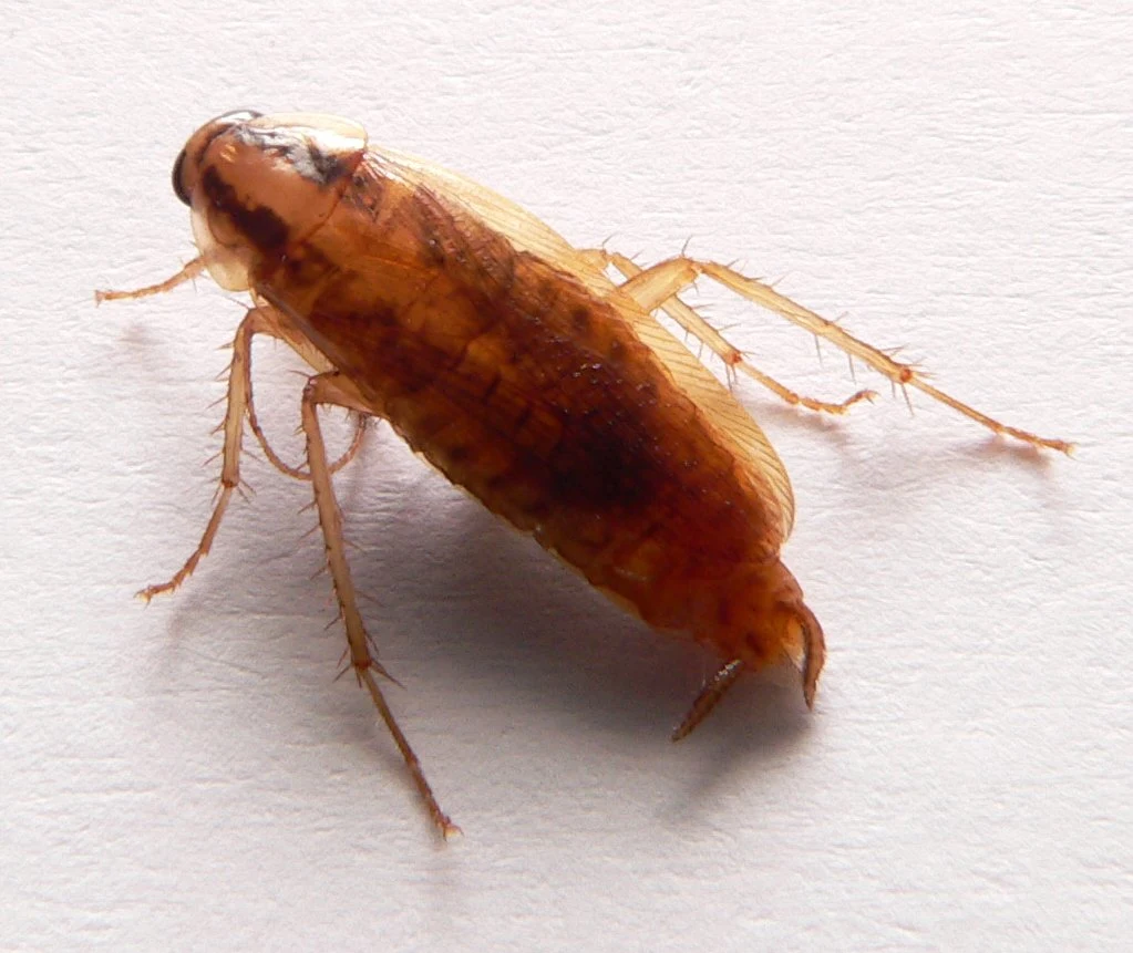 German cockroach, Blattella germanica, close-up