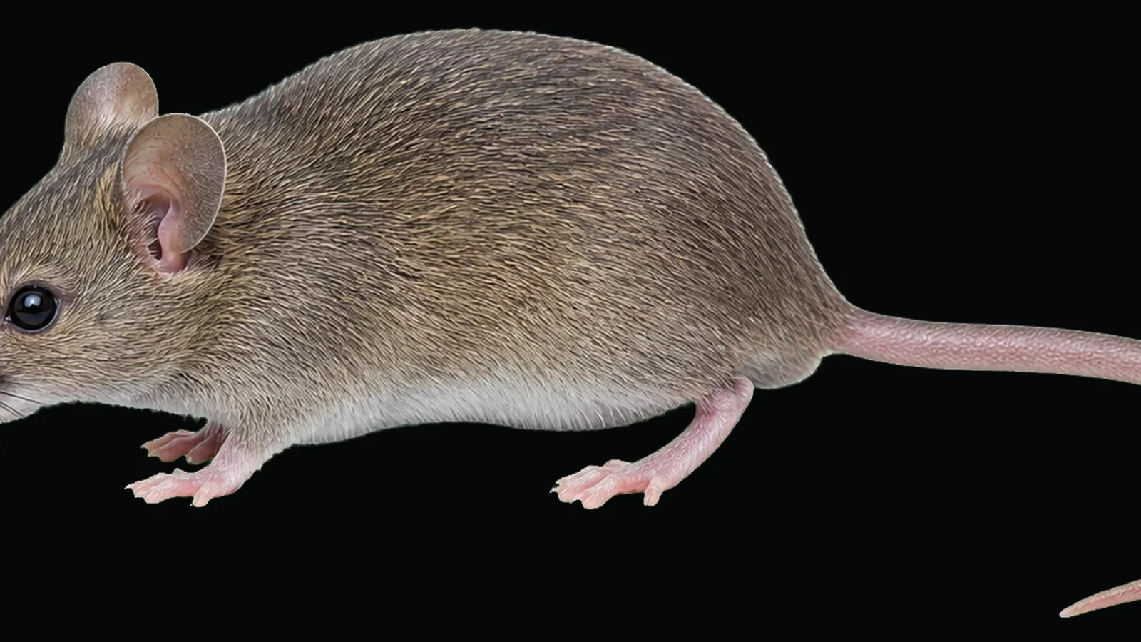 House mouse in profile